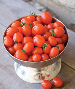 gnn tomatoes
