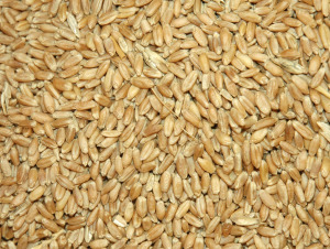 gnn wheat