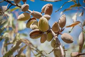 boost energy almonds